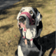 Great Dane Puppy 11mos – $800 (Cambridge)